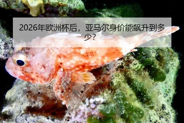 nian-ou-zhou-bei-hou-ya-ma-er-shen-jia-neng-biao-sheng-dao-duo-shao-2-239.jpg
